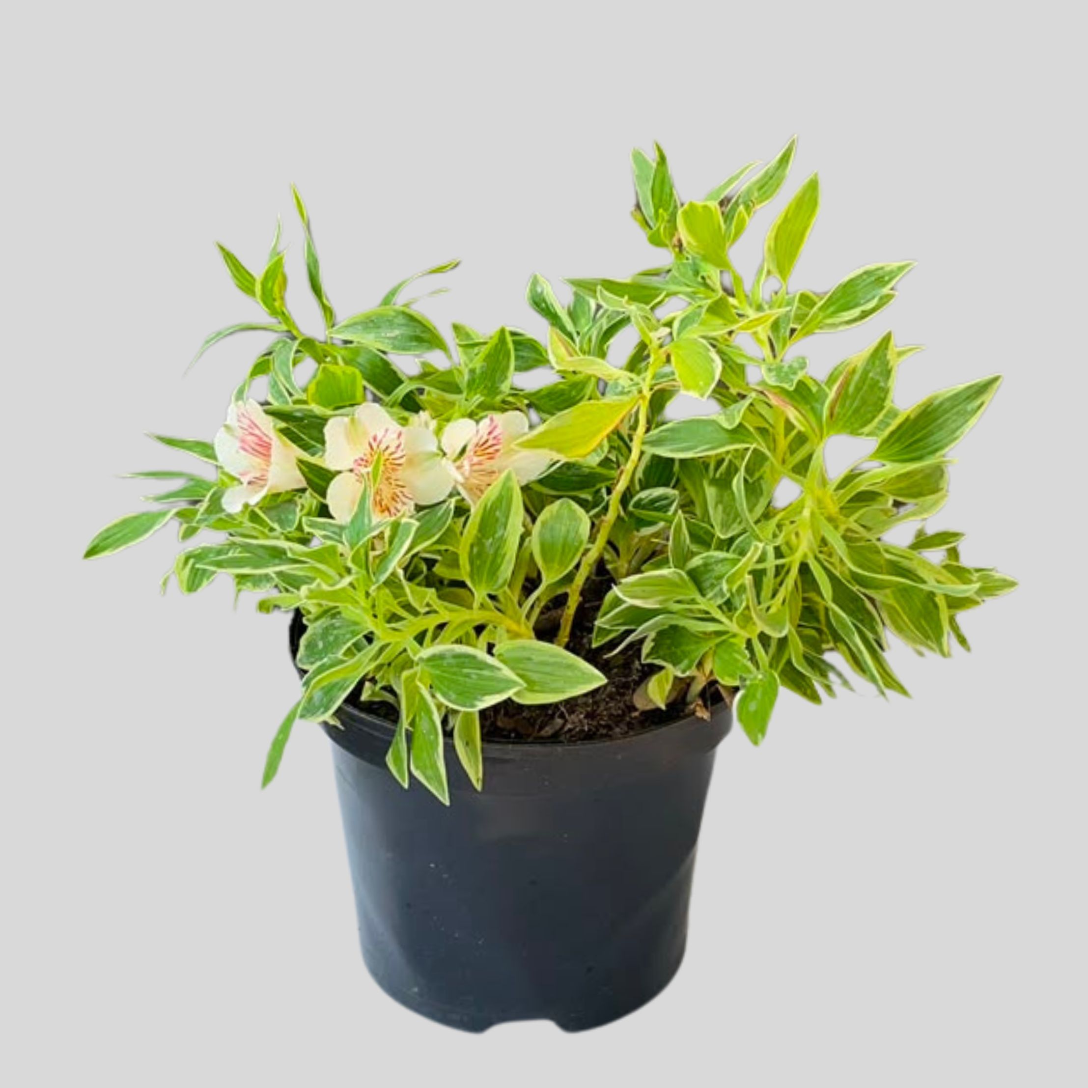 Alstroemeria Princess Lilies 19cm