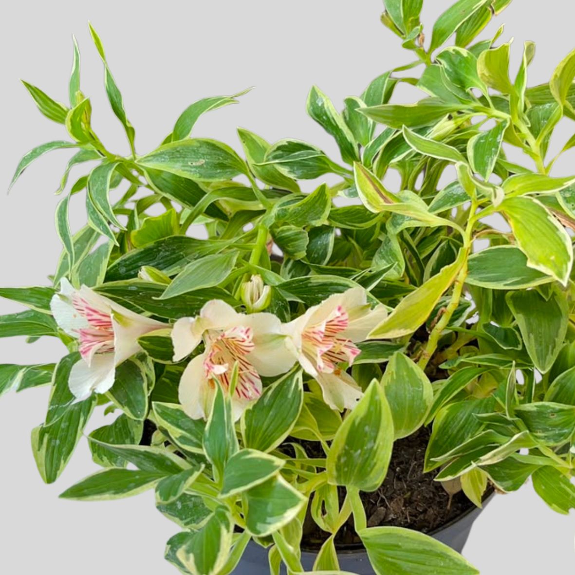 Alstroemeria Princess Lilies 19cm - Image 2