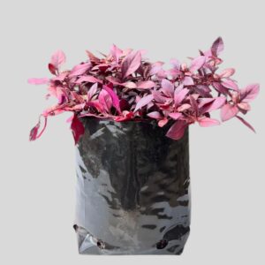 Altenanthera PURPLE PRINCE 3lt