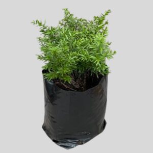 Asparagus cwebe 3lt