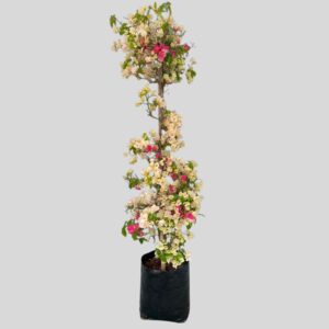 Bougainvillea Mixed 20lt