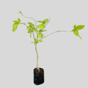Brugmansia knightii 10lt