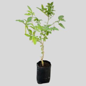 Brugmansia knightii 20lt