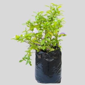 Brunfelsia pauciflora 10lt