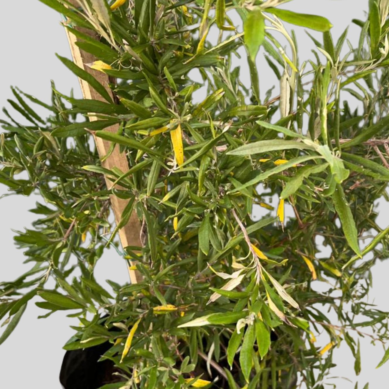 Buddleja Saligna False Olive 100lt - Image 2