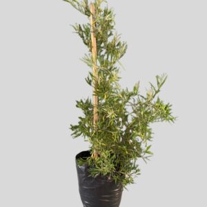 Buddleja Saligna False Olive 100lt
