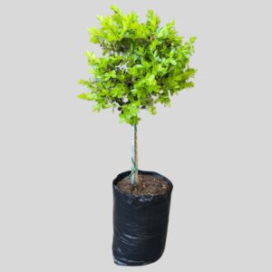 Buxus GREEN STD 10lt