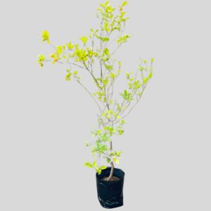 Calamondin volka green 30lt