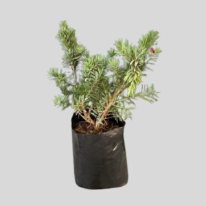 Callistemon LITTLE JOHN 5lt
