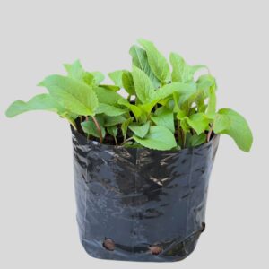 Campanula carpatica 3lt