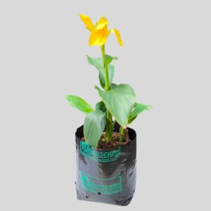 Canna X Generalis Asstd 4lt