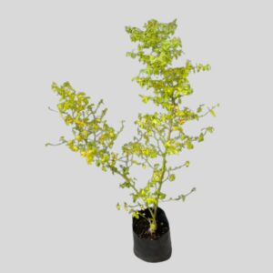 Cassinopsis ilicifolia 5lt
