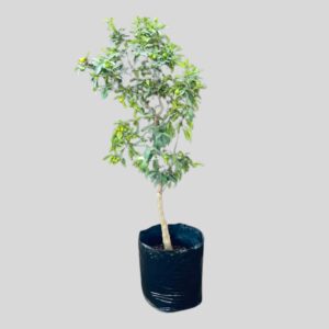 Citrus Kumquat 30lt