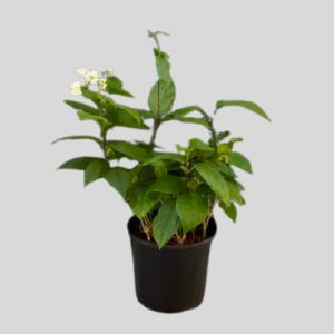 Clerodendrum thomsoniae 14cm