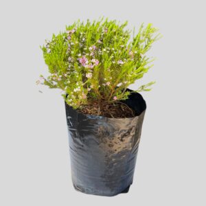 Coleonema pulchellum 10lt
