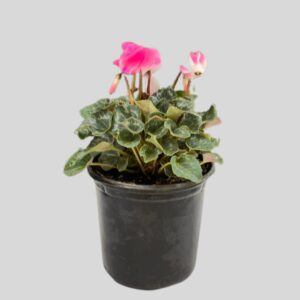 Cyclamen Persicum 15cm