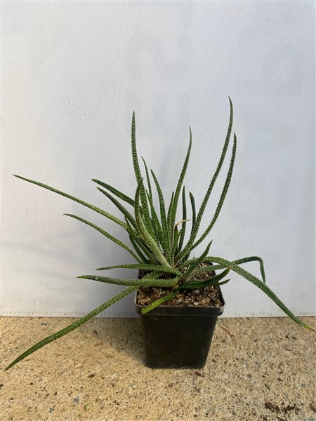 Aloe delicatifolia 10cm  The De Wet Nursery Group