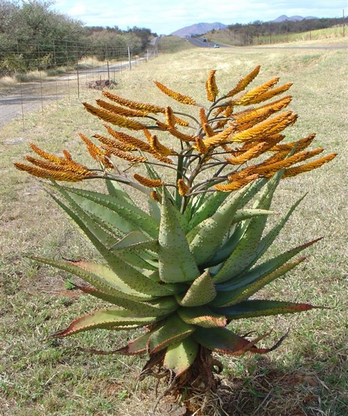 Aloe marlothii 2lt - The De Wet Nursery Group