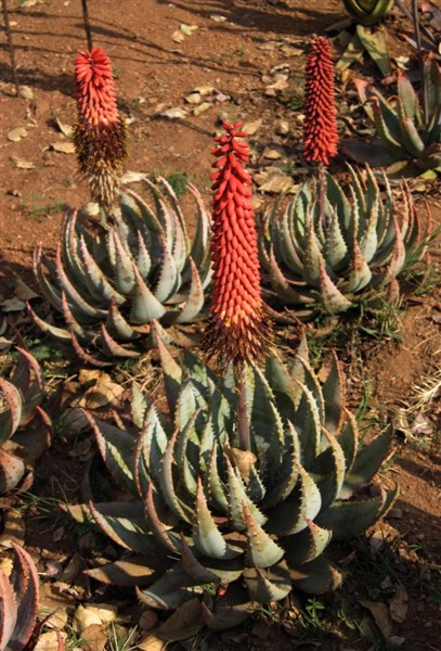 Aloe peglerae 21cm  The De Wet Nursery Group