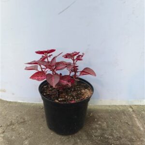 DGIRMX03