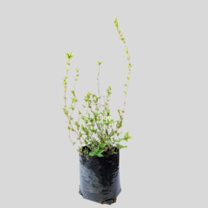 Deutzia Gracilis Nana 2.5lt