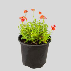 Diascia barberae MIXED 15cm
