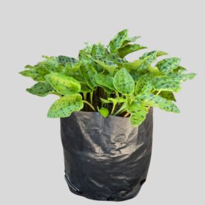 Drimiopsis Maculata 2lt