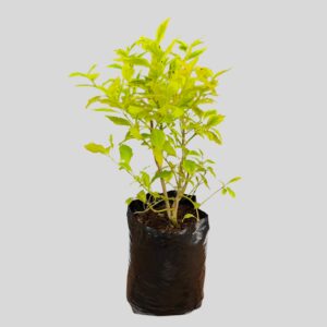 Duranta GOLD MINE 10lt