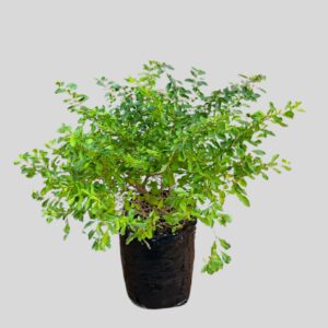 Duranta scrabble 10lt