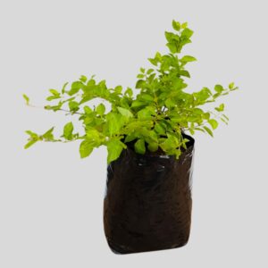 Duranta SHEENAS GOLD 10lt
