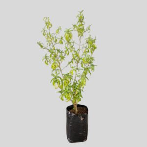 Duvernoia adhatodoides 20lt
