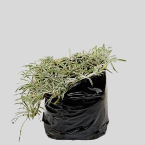 Dymondia margaretae 3lt