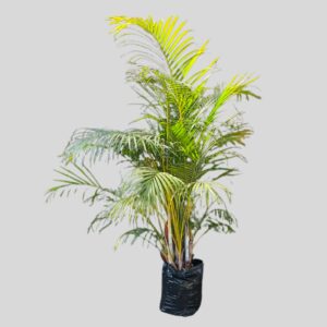 Dypsis Lutescens Bamboo Palm 50lt