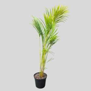 Dypsis Lutescens Palm 25cm
