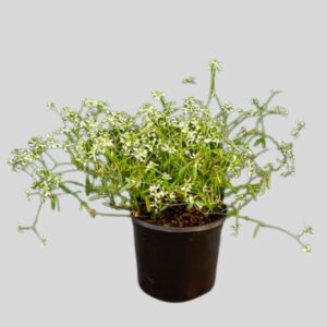 Euphorbia GLITZ 16.5cm