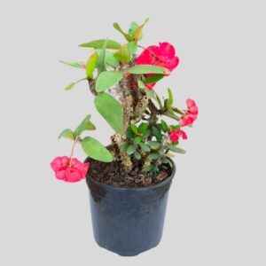 Euphorbia Large Thai Hybrid 23cm
