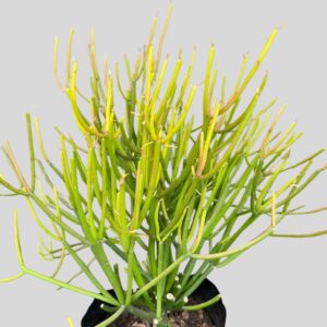 Euphorbia tirucalli 5lt