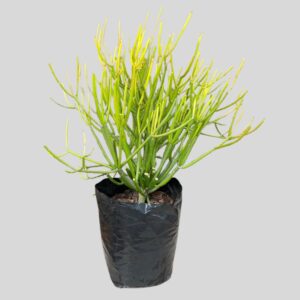 Euphorbia tirucalli 5lt