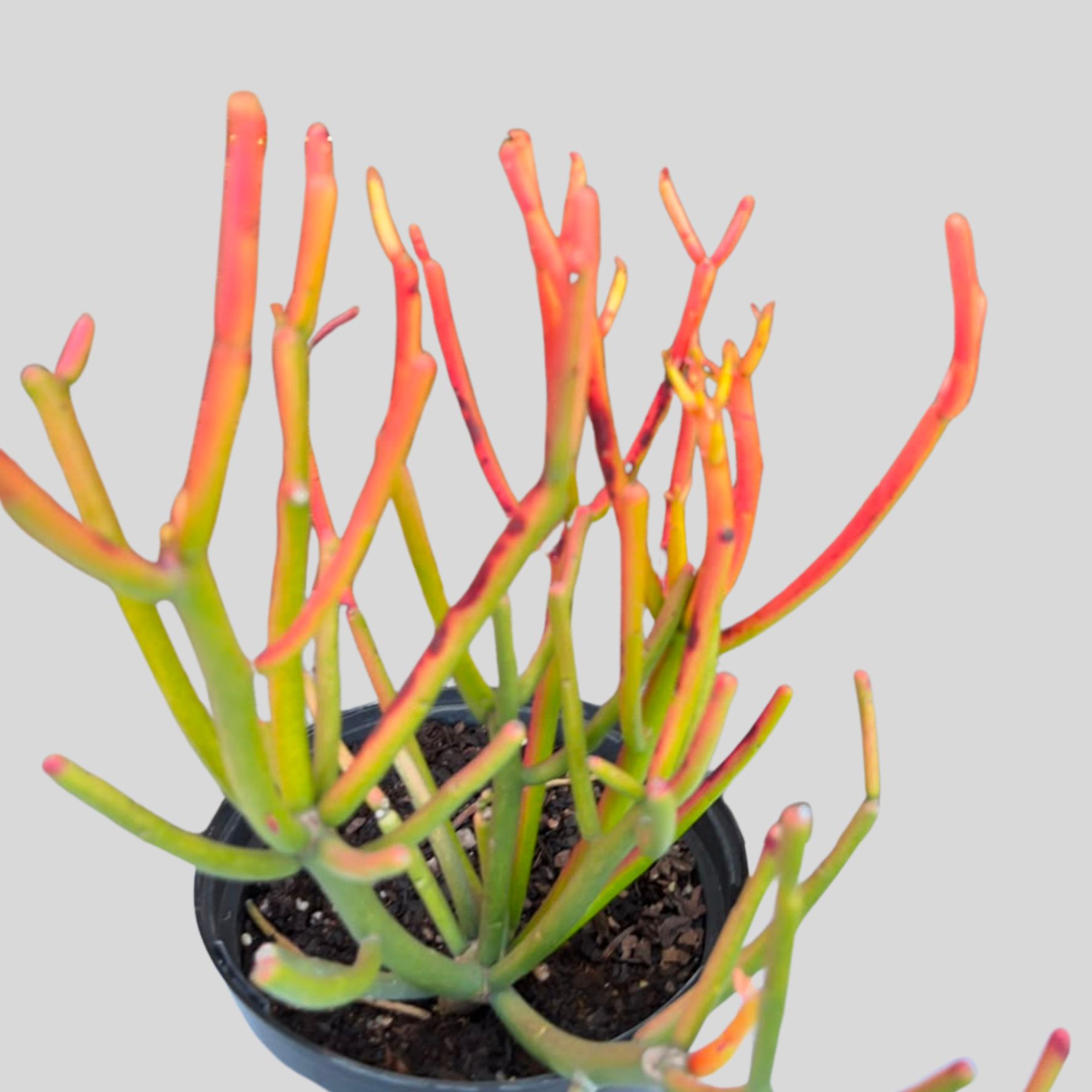 Euphorbia Tirucalli Coral 17cm - Image 2