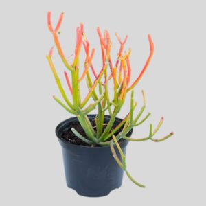 Euphorbia Tirucalli Coral 17cm