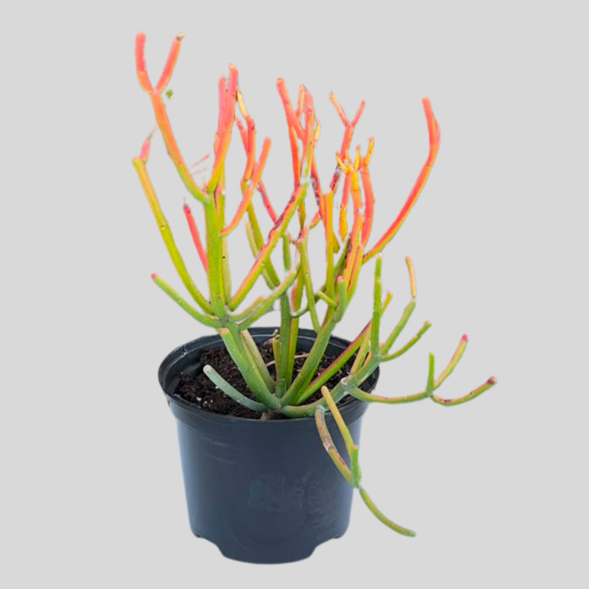 Euphorbia Tirucalli Coral 17cm