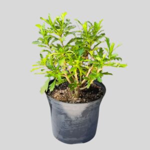 Euryops pectinatus 4lt