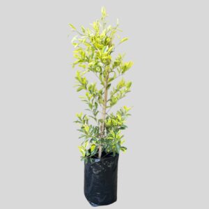 Ficus GOLDEN KING BUSH 20lt