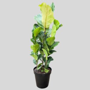 Ficus lyrata 3 IN POT 30cm