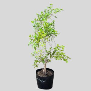 Ficus nitida  20lt