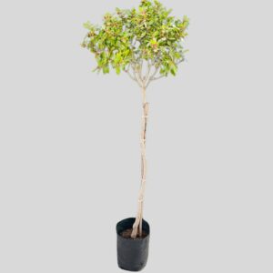 Ficus nitida STD 40lt