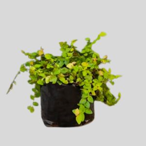 Ficus pumila 4lt