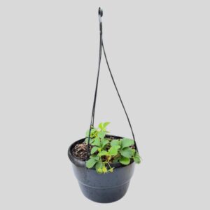 Fragaria Ananassa Strawberry H/B