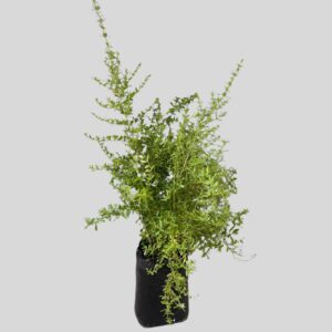 Freylinia tropica 10lt