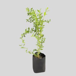 Freylinia tropica 2lt